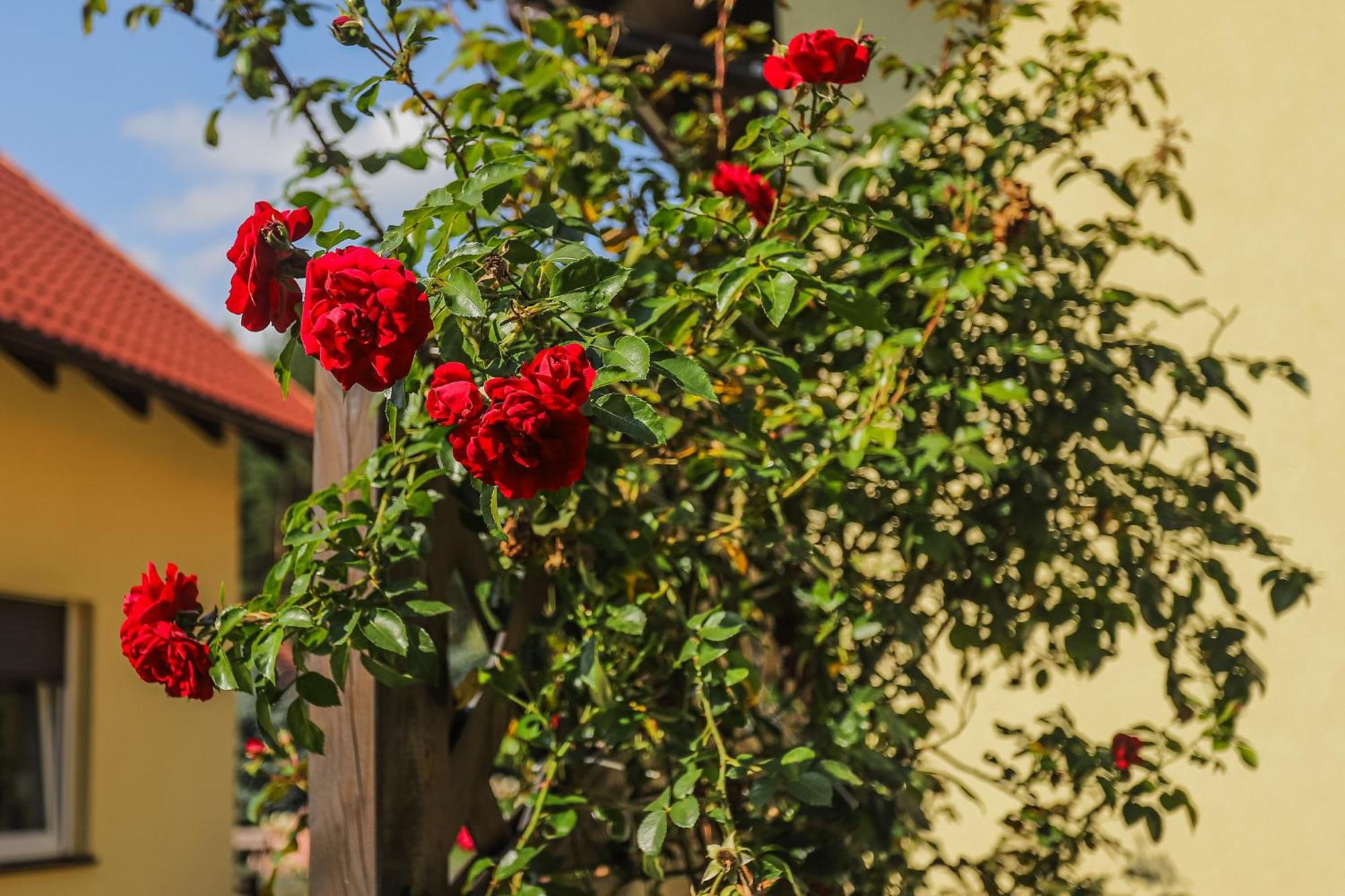 Bednarzowka Villa Nowy Tomyśl Kültér fotó